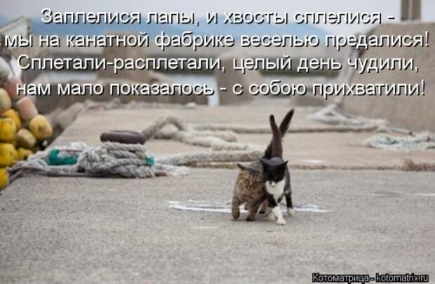 Лучшая котоматрица за неделю (32 фото)