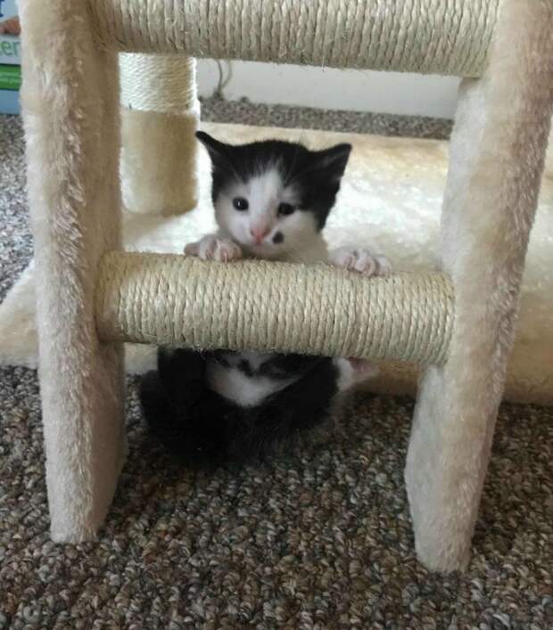 Беременная кошка, брошенная в приюте, родила особенного котенка Беременная кошка, брошенная в приюте, родила особенного котенка история, история спасения, котята, кошка, кошки, спасение животных, трогательно