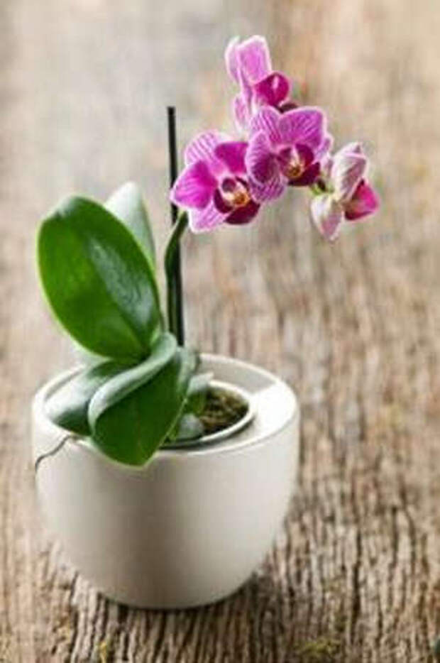 Маленькая орхидея