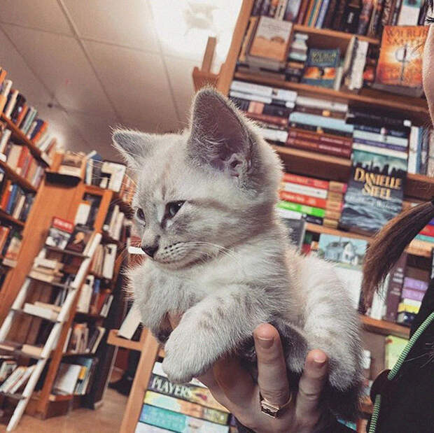 Милая хитрость книжного магазина привлекла в него сотни людей!