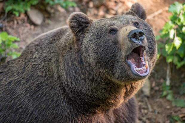 Медведь вышел к людям на улицы города Оха на Сахалине