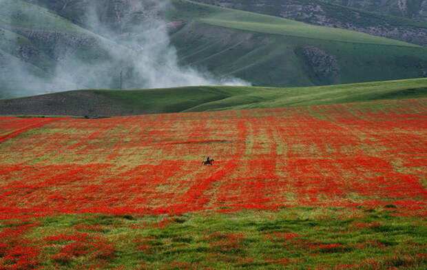 9. Холмы и пригорки пылают цветочным огнем art, Кыргызстан, пейзаж, ссср, факты