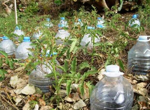 Система капельного полива на энергии солнца