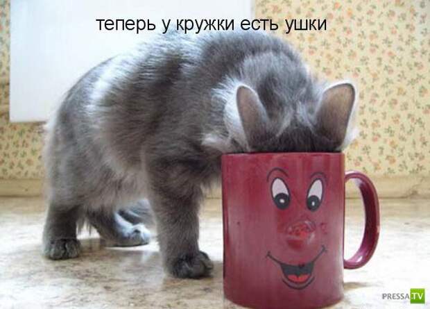 Котоматрица (18 фото)