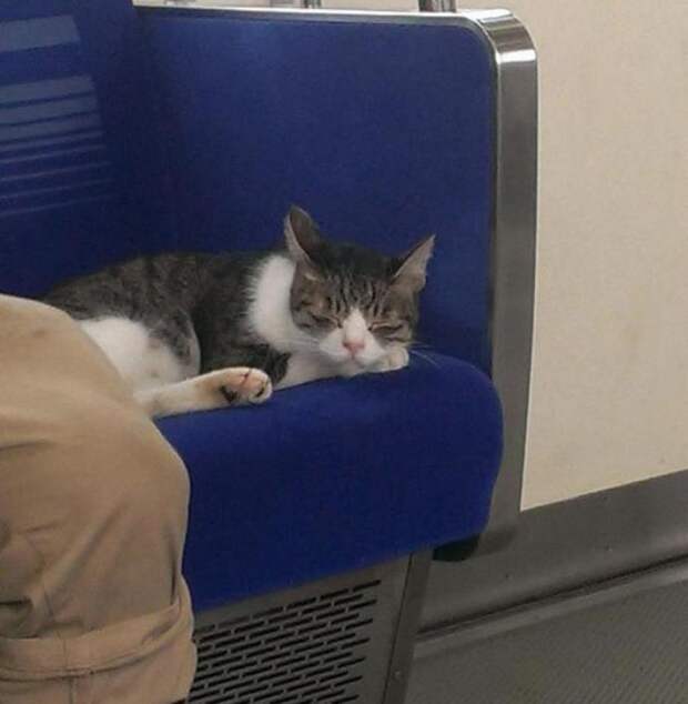 Необычный пассажир токийского метрополитена