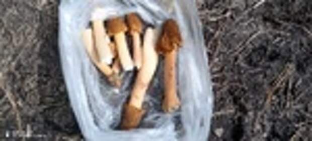 Фото: Елена Ширлинг / vk.com/gribniki22rus