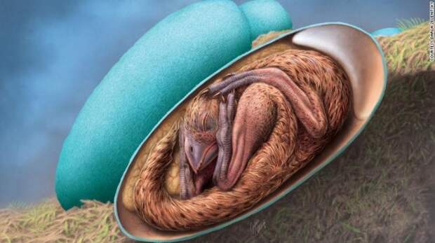 Ученные из Китая нашли яйцо динозавра с идеально сохранившимся эмбрионом