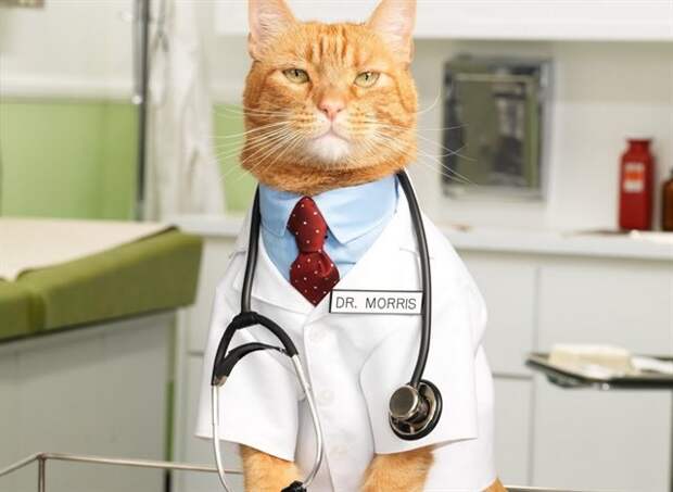 4. Кошки - лучшее лекарство животные, коты, факты