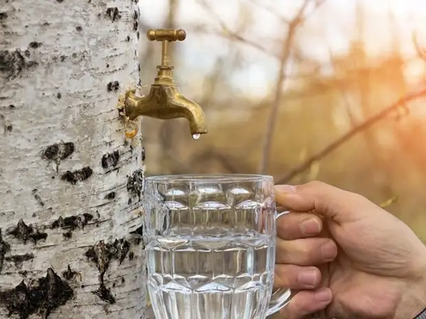 Диетолог призвала не пить березовый сок при аллергии на пыльцу