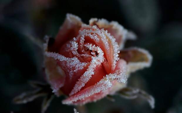 hoarfrost10 Утренний иней