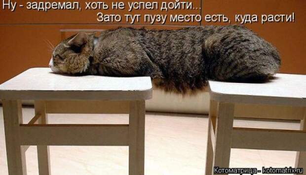 Свежая котоматрица для всех (33 фото)