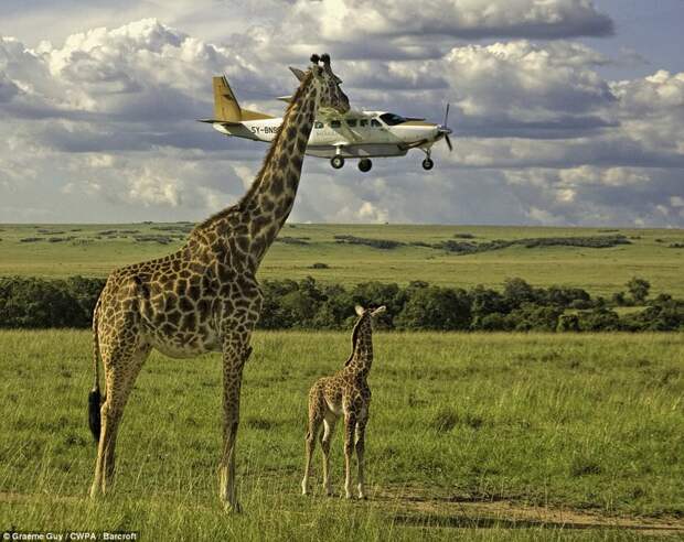 Жираф, решивший съесть самолет 2017, Comedy Wildlife Photography Awards, забавные животные, смешные животные, уморительные, фотографии животных, фотоконкурс, фотоконкурсы. природа