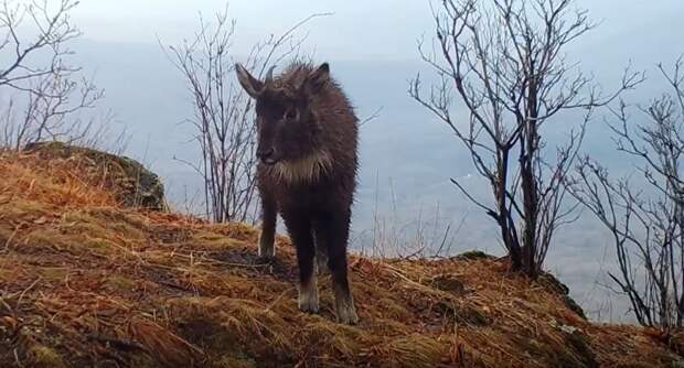 Уникальные кадры редчайшего животного получили в Приморье