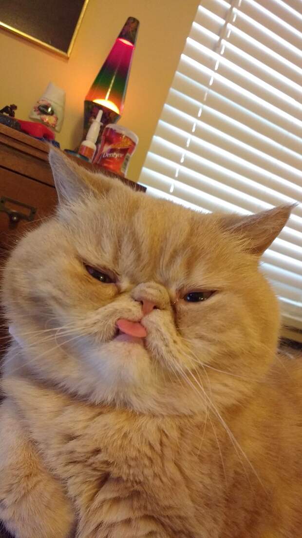 Без кота и жизнь не та