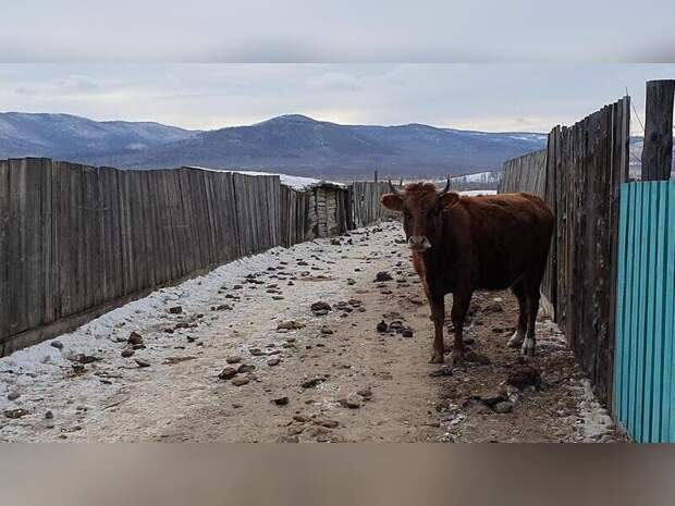 Режим ЧС введут в нескольких районах Забайкалья