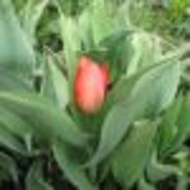 Тюльпаны — уход и выращивание