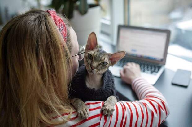 Для владельцев домашних животных стала доступна телеветеринария