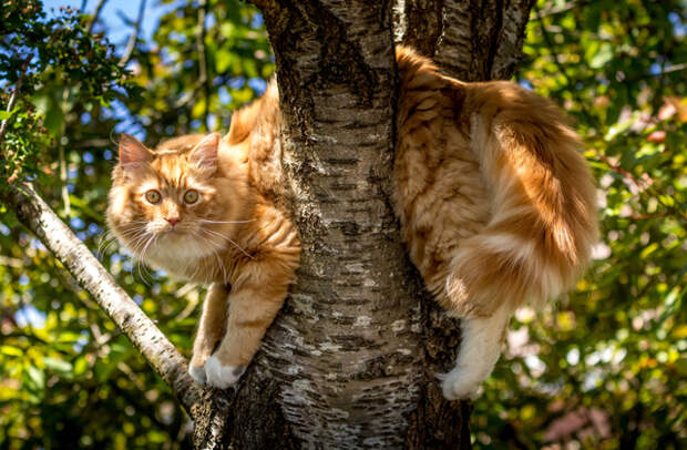 Почему говорят, что у кошки девять жизней?