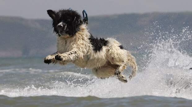 whizz-cachorro.jpg