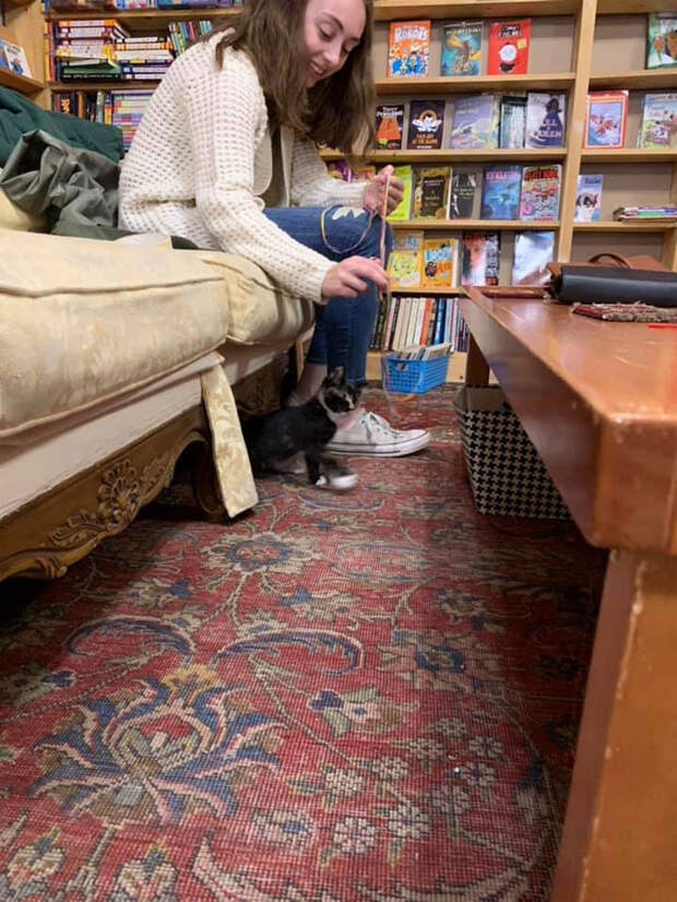 Милая хитрость книжного магазина привлекла в него сотни людей!