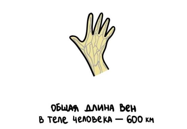 Короткие интересные факты обо всем