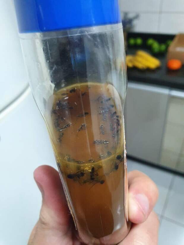 Для моего мороженого карамели не будет Для моего мороженого карамели не будет