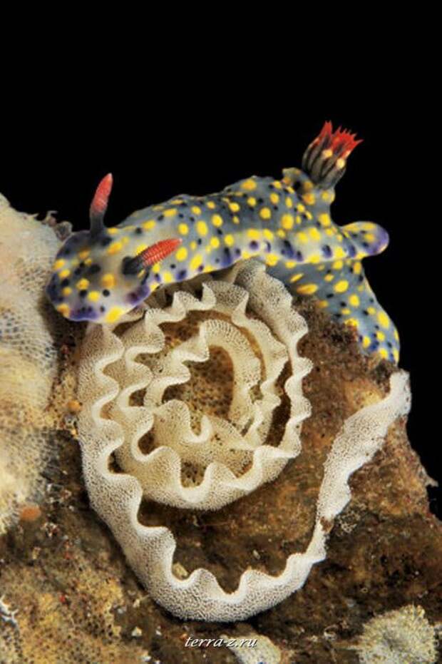 1313_a 4-сантиметровый Hypselodoris kanga использует свое липкое тело для защиты полоски яиц, выходящей из его яйцевода сбоку; совсем скоро тысячи мальков унесет потоком воды