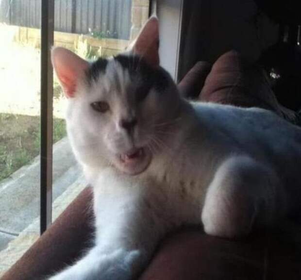 zhivotnye-chihayuschie-kartinki-koshki-sobaki-smeshnye-zhivotnye-kote