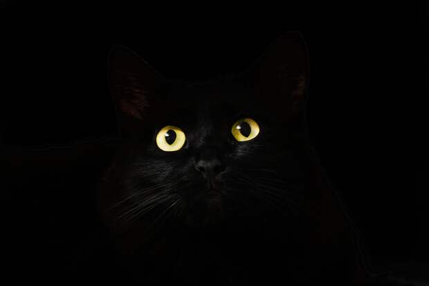 Черный кот с красным ошейником потерялся на Псковской