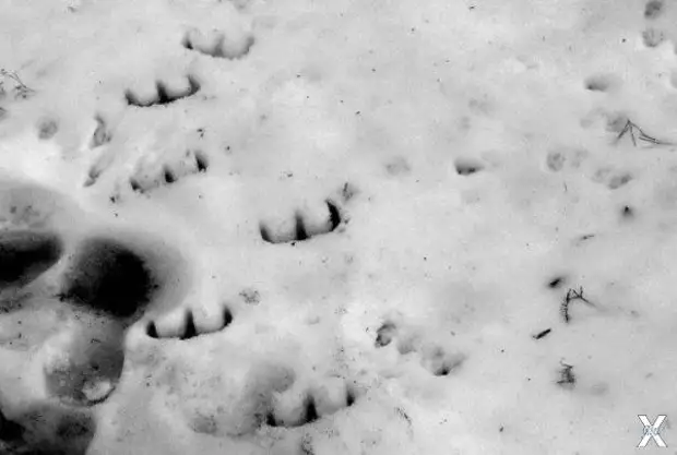 Научное описание внешнего вида пришельцев по Хокингу (Видео)