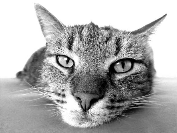 Кот. Фото: pixabay.com