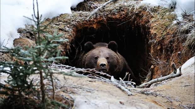 Берлоги бывают разные. |Фото: huntland.ru.