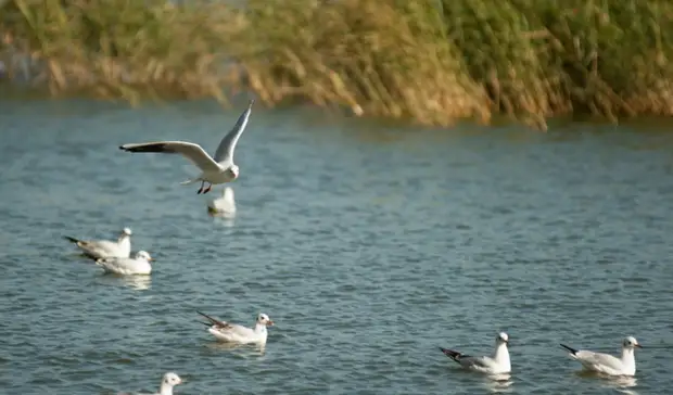 Предвестники весны. В Омскую область стали возвращаться перелетные птицы