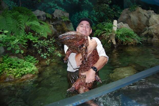 Китайская исполинская саламандра (лат. Andrias davidianus) — самое крупное современное земноводное. Длина тела с хвостом до 180 см, масса — до 70 кг. животные, природа, странные, удивительное, чудо