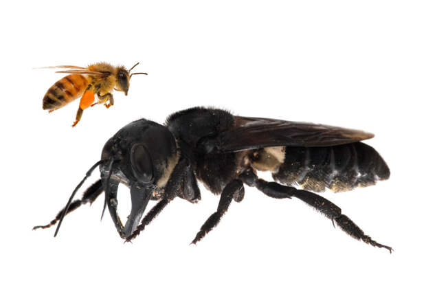 В Индонезии нашли пчелу, считавшуюся вымершей