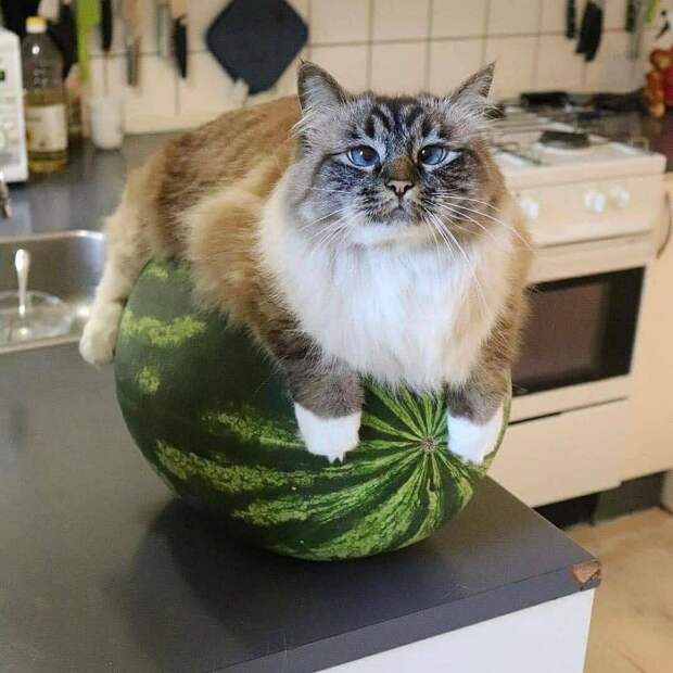 8 забавных фото котов, которые уютно лежат в очень странных местах