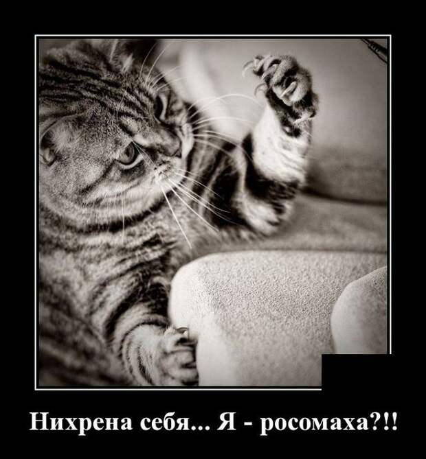 demotivatory-demotivator-smeshnye-demotivatory-demotivator-so-smyslom