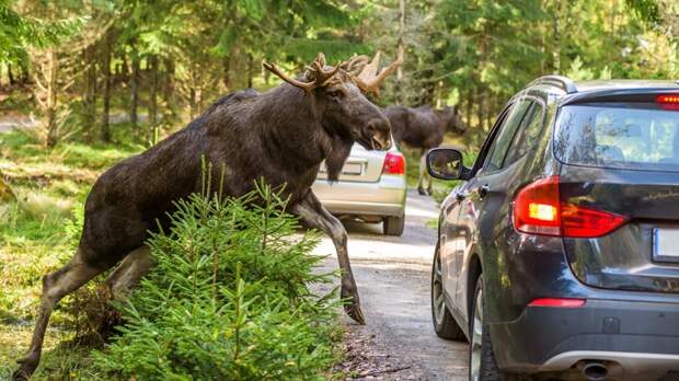 Три лося пострадали в дорожных авариях в Московской области в мае