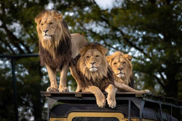 В сафари-парке «Тайган» мама-львица отказалась от пяти новорожденных львят