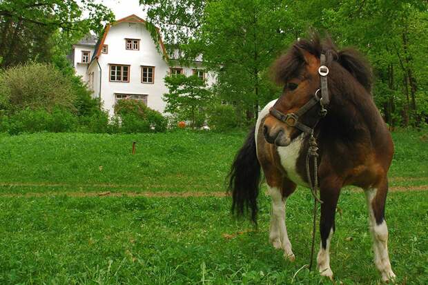 В Тульской области украли водонапорную башню из музея-усадьбы «Поленово»