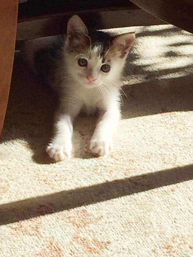 Котенок протянул лапки Котенок лежит