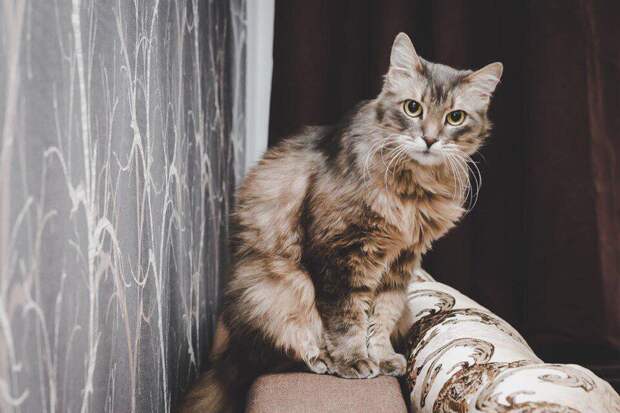 Кот Север. Фото: приют «Дубовая роща»