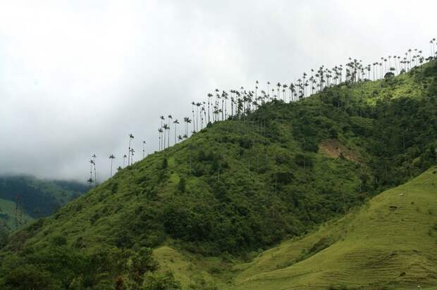 Киндиойские восковые пальмы — деревья, которые дотягиваются до небес
