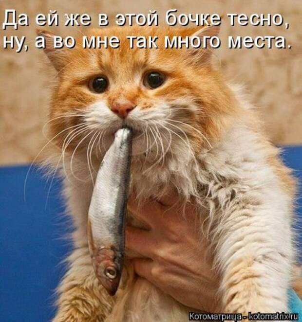 Не только котоматрицы.