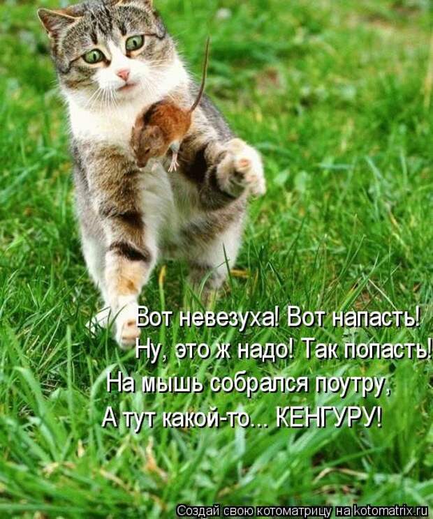 Лучшие котоматрицы недели (50 фото)