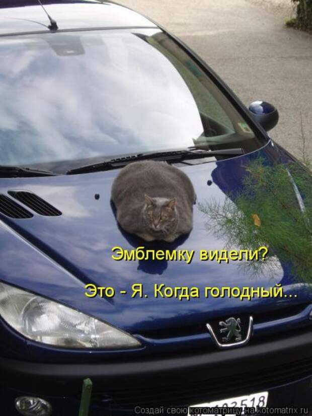 Лучшие котоматрицы недели (50 фото)
