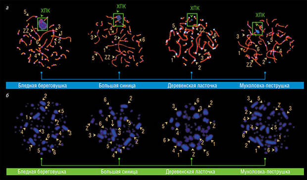 ХПК обнаружена в сперматоцитах бледной береговушки, большой синицы, деревенской ласточки и мухоловки-пеструшки (а), но в клетках костного мозга этих птиц она отсутствует (б). В отличие от самок, у самцов не имеет пары и окружена синим облаком антицентромерных антител. Цифрами обозначены макрохромосомы в порядке уменьшения размера, буквами Z и W — половые хромосомы. Фото Л. Малиновской и И. Пристяжнюк