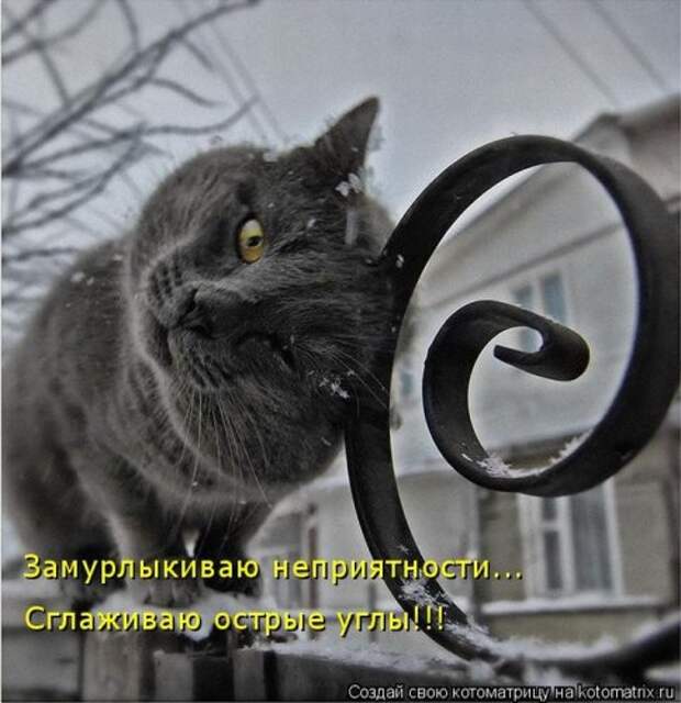 Главная котоматрица свежак