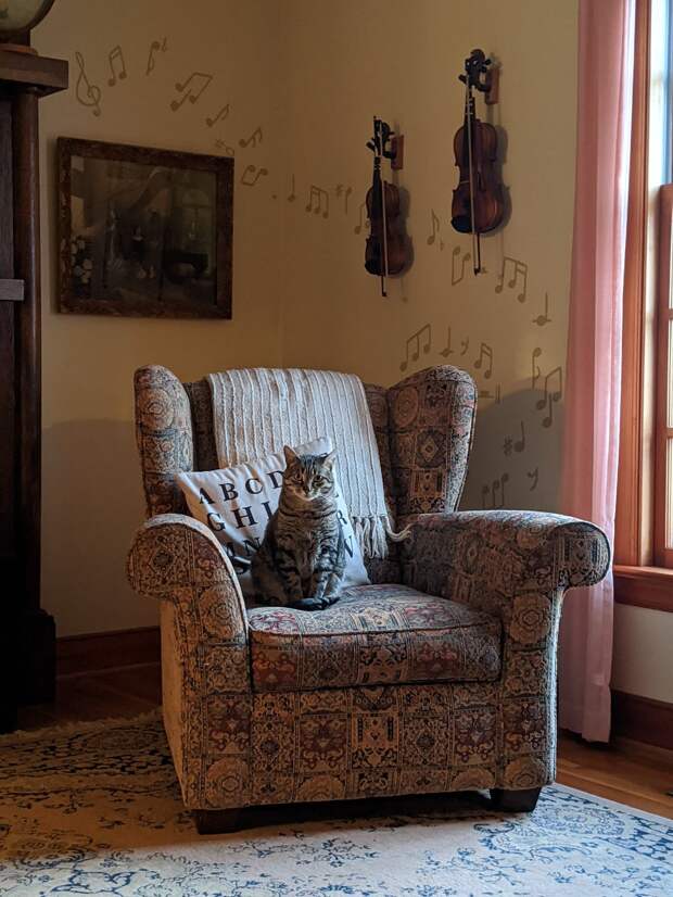 кот на кресле