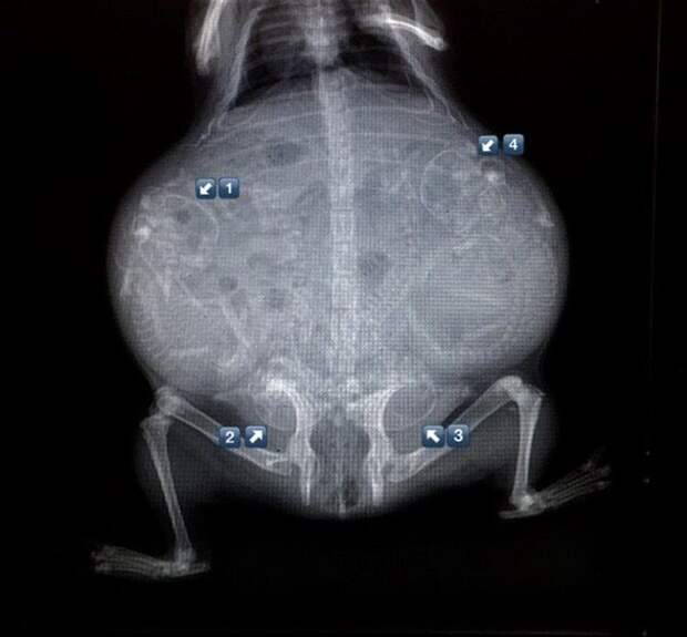 14 захватывающих рентгеновских снимков беременных животных!